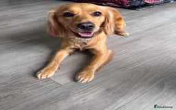 Mixed Breed dogs for sale: Molly 18 Month Old Cocker SpanielxGolden Retriever - Image 5