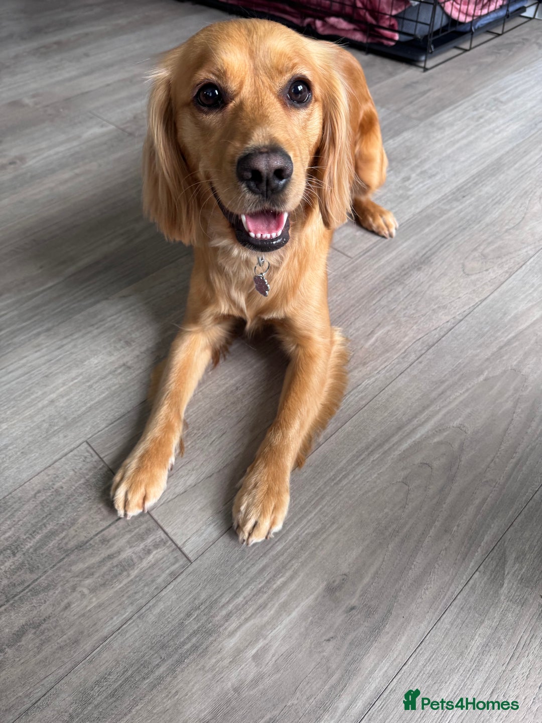 Mixed Breed dogs for sale: Molly 18 Month Old Cocker SpanielxGolden Retriever - Image 5