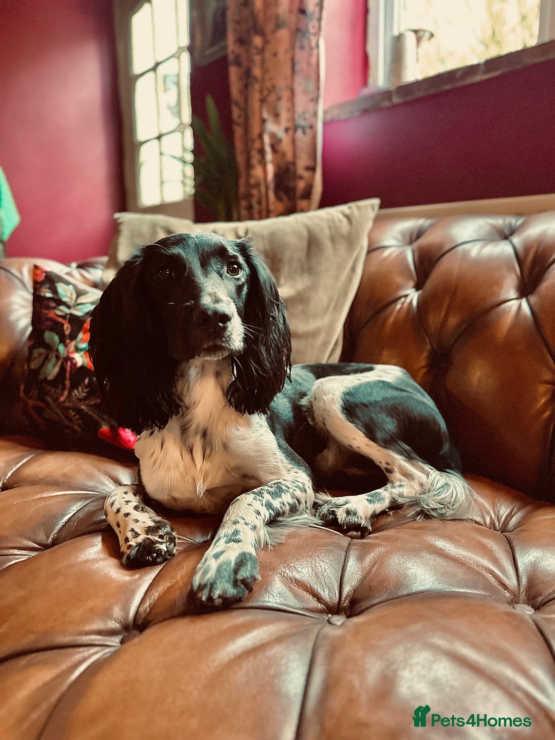 English Springer Spaniel dogs for sale: KC English Springer Spaniels  - Advert 26