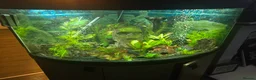 Corys fish for sale: Fish tanks and fish for sale full setup  - Advert 1