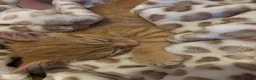 Mixed Breed cats for sale: Ginger little boy kittens 💕 - Advert 3