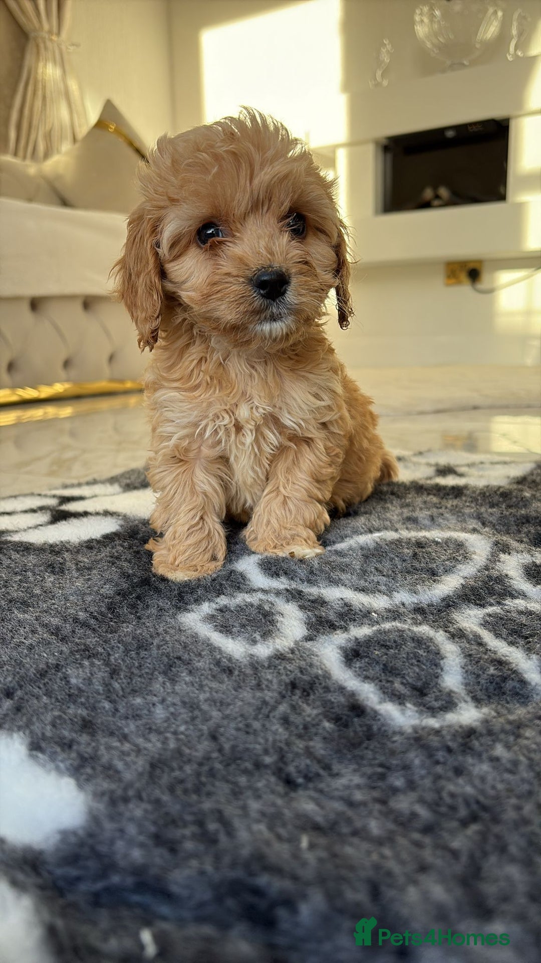Cockapoo dogs for sale: F1 pra clear Cockapoos(council lincesed breeder) - Advert 15
