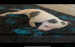 Whippet dogs for sale: KC registered Whippet Pups for Sale - Image 4