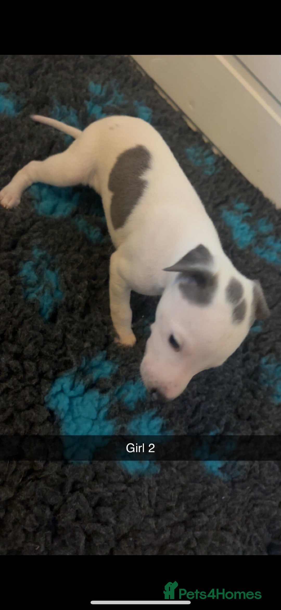 Whippet dogs for sale: KC registered Whippet Pups for Sale - Image 4