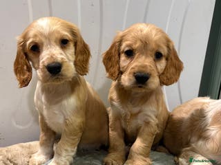 Cocker Spaniel dogs Cocker Spaniel Litter - Advert 15