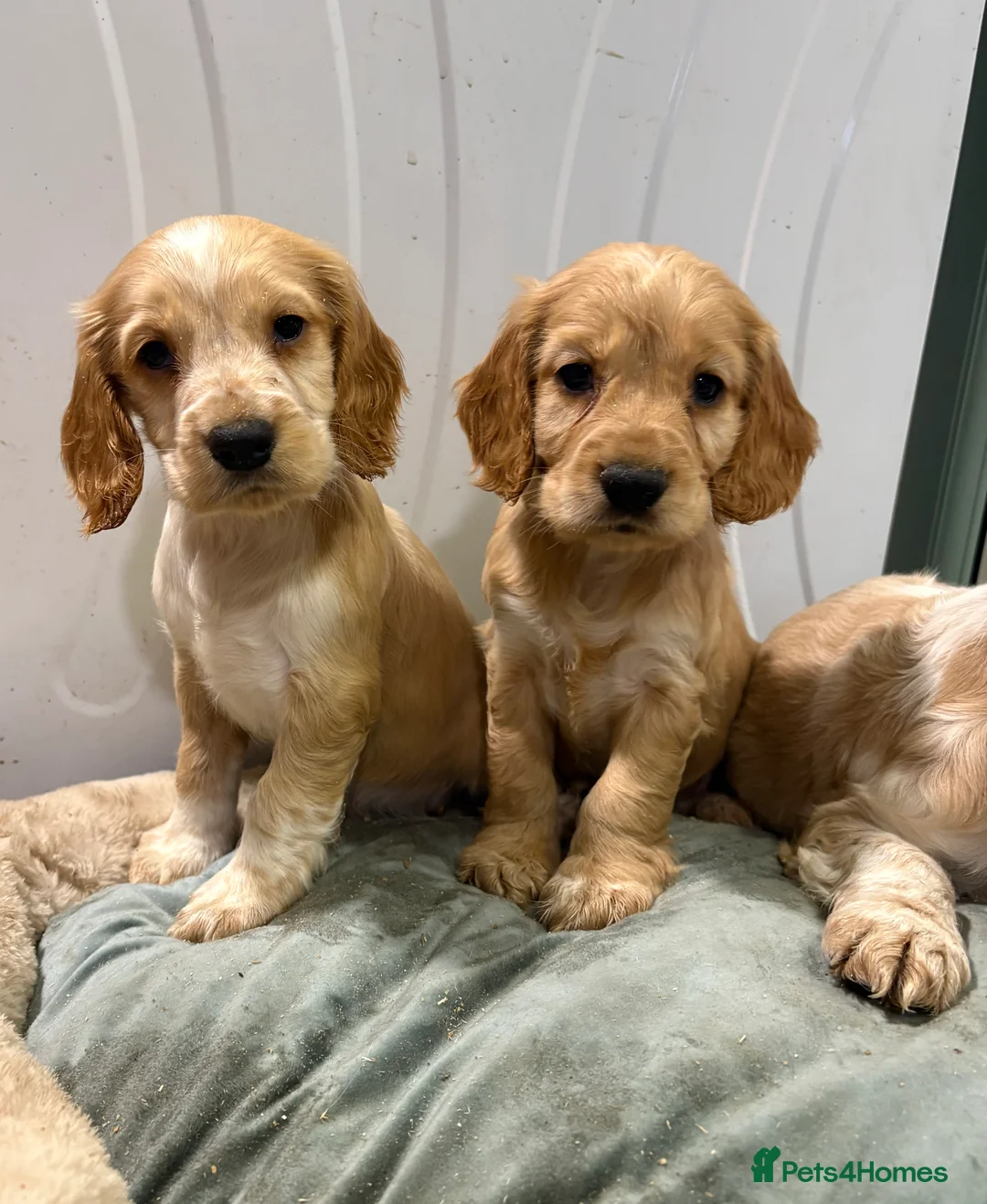 Cocker Spaniel dogs for sale: Cocker Spaniel Litter - Advert 1