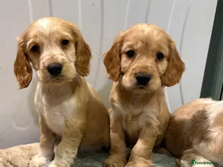 Cocker Spaniel dogs Cocker Spaniel Litter - Advert 6