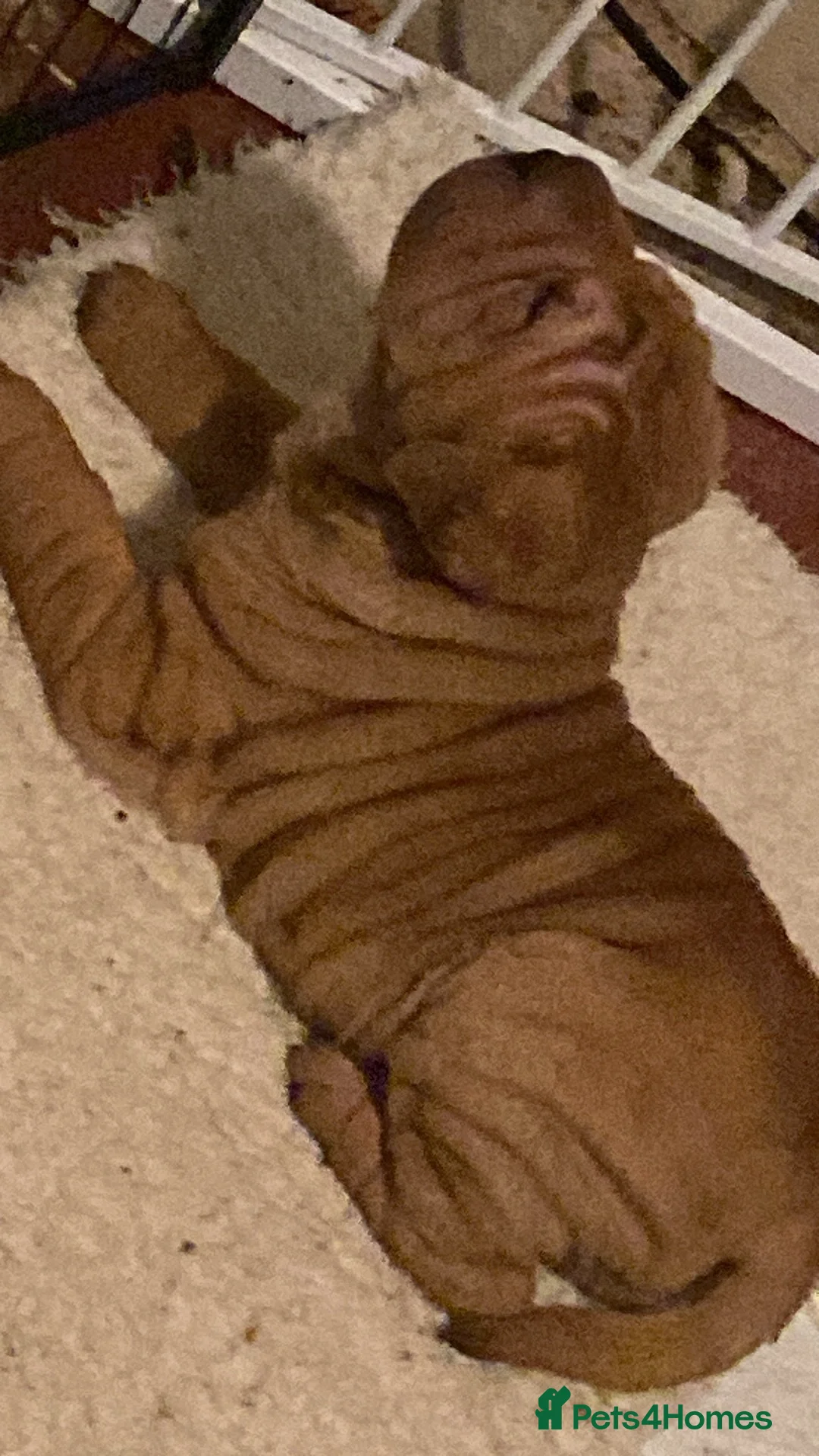 Mixed Breed dogs for sale: Shar- pei x Ridgeback  - Advert 6