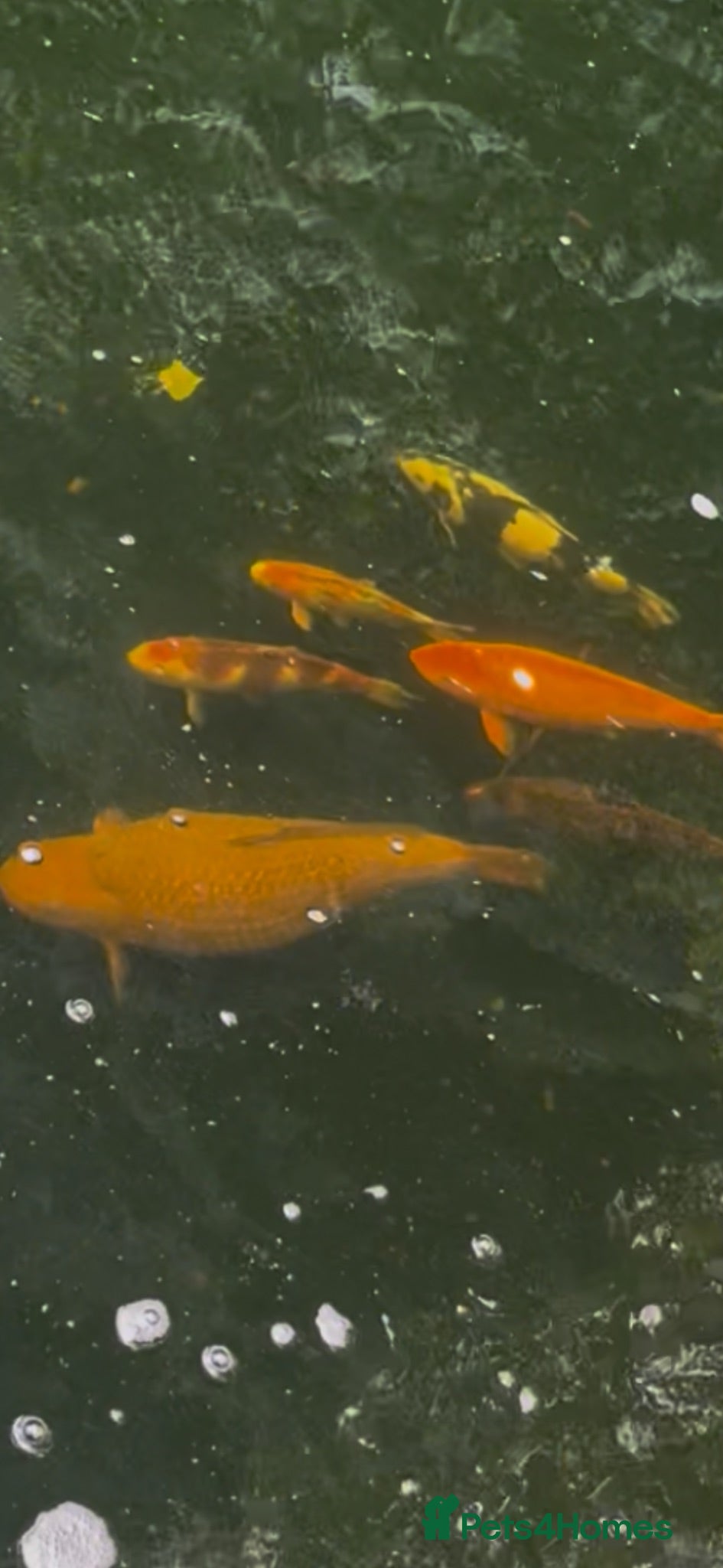 Pond Fish fish 5 koi fish - Advert 8