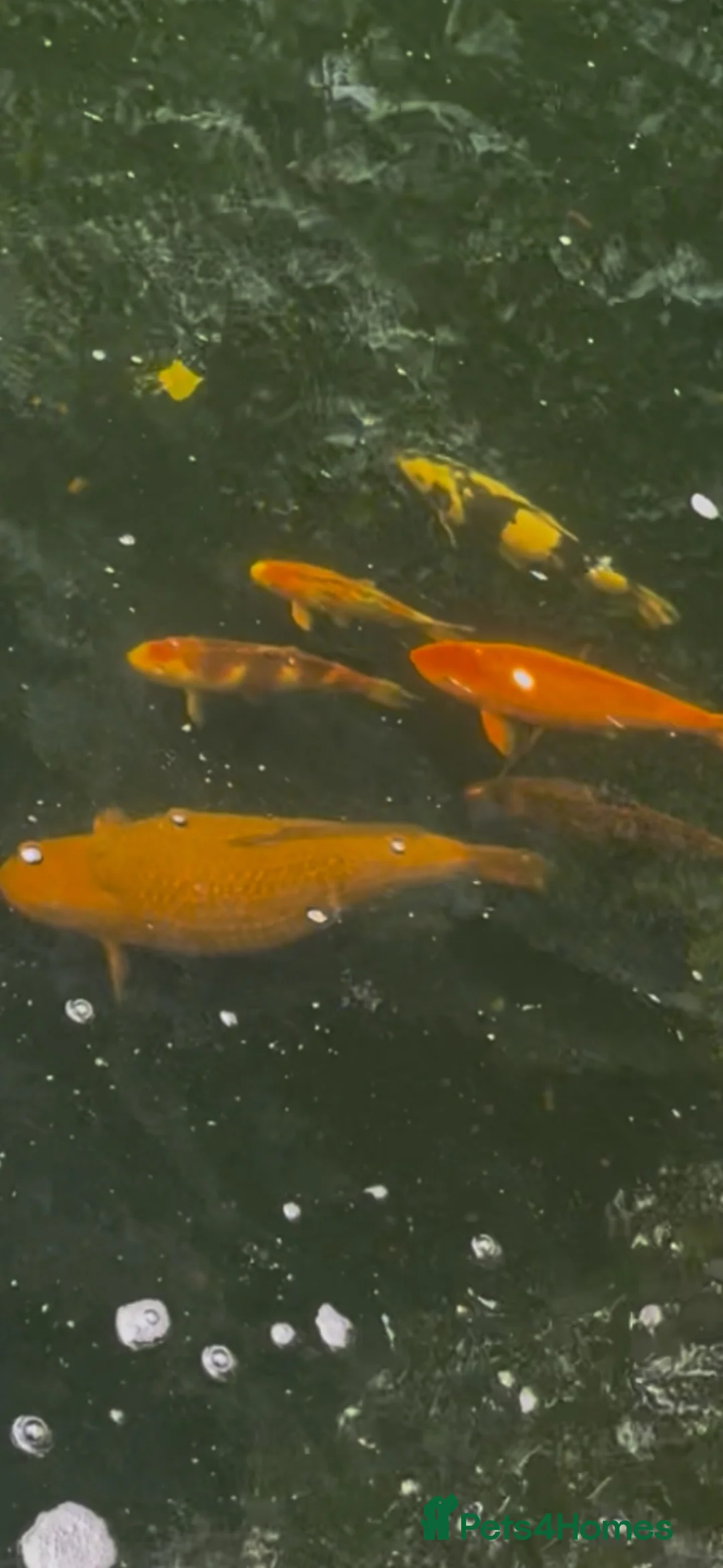 Pond Fish fish for sale: 5 koi fish - Advert 1