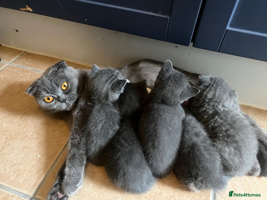 Scottish Fold cats for sale: Scottish fold cross kittens  - Image 16