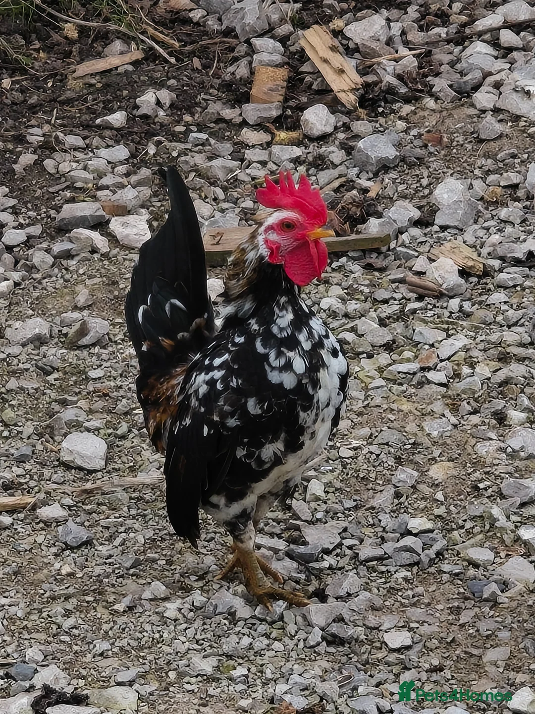 Chickens poultry for sale: Sarama chickens in Rhyl - Advert 2