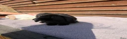 Mini Lop rabbits for sale: Baby mini lops  - Advert 13
