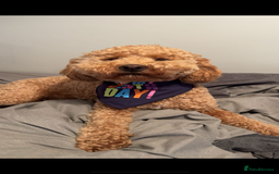 Cockapoo dogs for sale: 1 year old cockapoo - Image 1