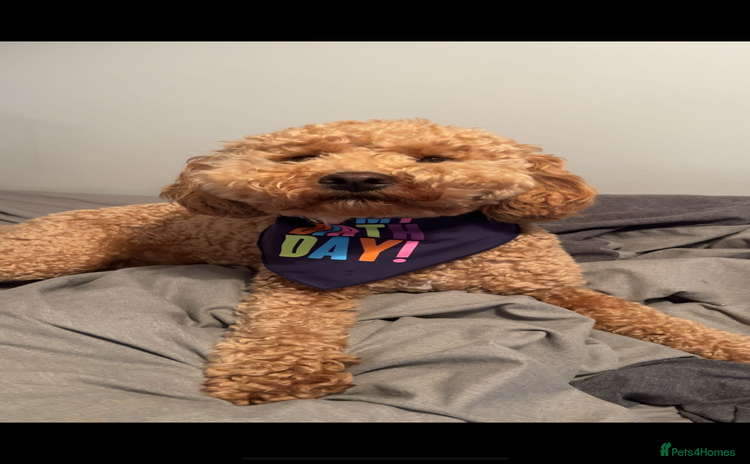Cockapoo dogs - Advert 2
