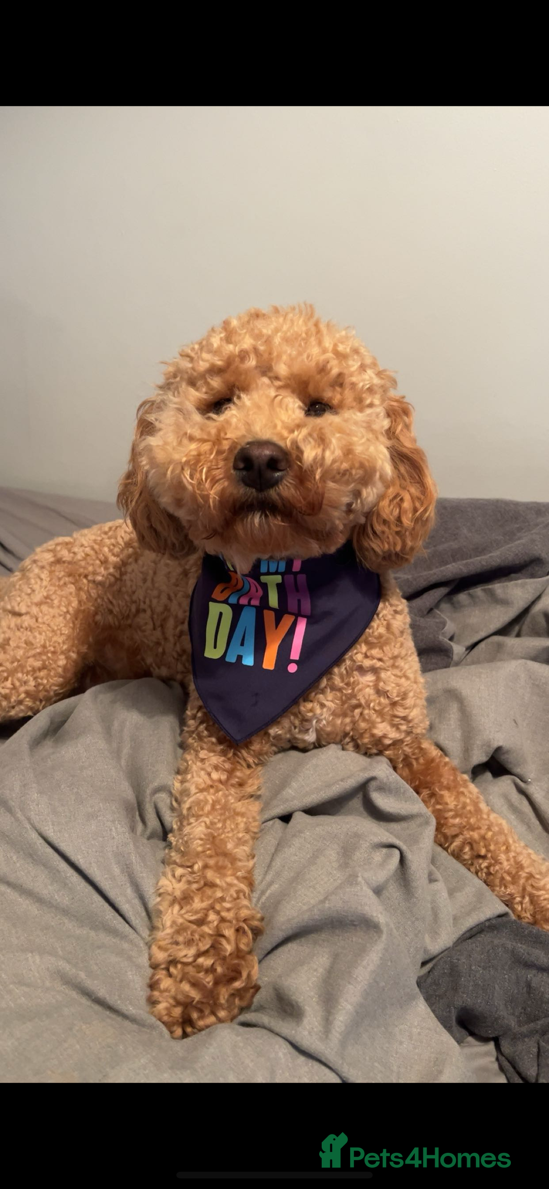 Cockapoo dogs for sale: 1 year old cockapoo - Image 1