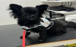 Chihuahua dogs for sale: Long coat Chihuahua puppies - Image 23