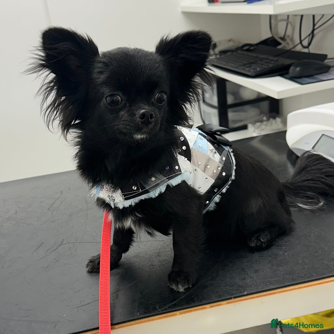 Chihuahua dogs for sale: Long coat Chihuahua puppies - Image 23