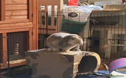 English Lop rabbits for sale: Matilda the lop-ear bunny  - Image 5