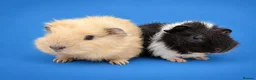 Guinea Pig rodents for sale: Bonded guinea pig boys swiss and Lakeland  - Advert 2