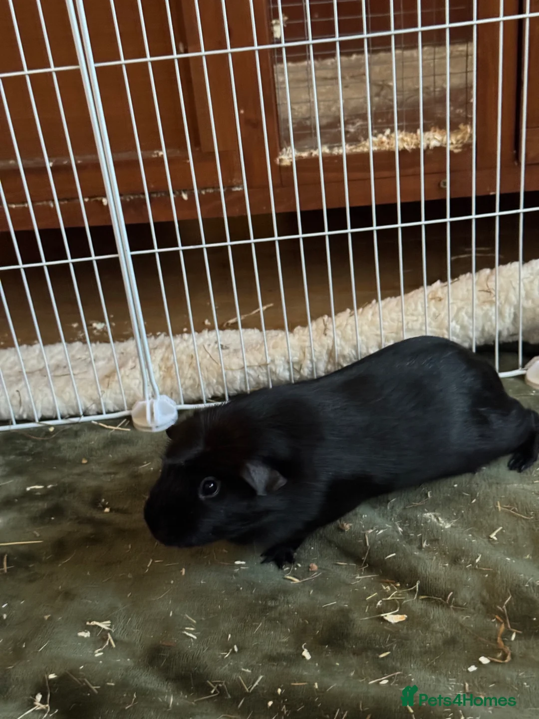 Guinea Pig rodents for sale: Bits and Bobs, 2 male guinea pigs  - Advert 2