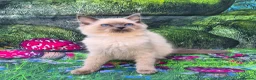 Ragdoll cats for sale: GCCF Registered Ragdoll Kittens  - Advert 26