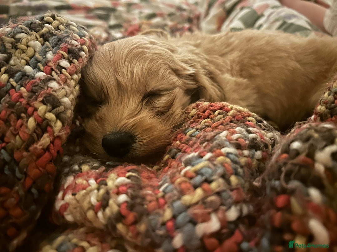 Doxiepoo dogs for sale: doxiepoo puppy / miniature dachshund x poodle boy - Advert 10