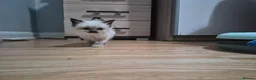 Ragdoll cats for sale: ​GCCF Ragdoll Kittens - Pet  - Advert 8