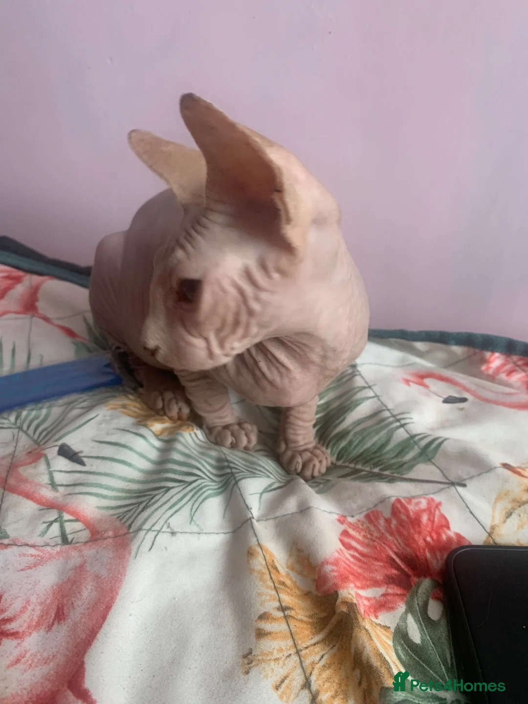 Sphynx cats for sale: Sphinx  - Advert 5