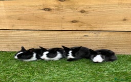 Lionhead rabbits for sale: Lion head rabbits for sale - Image 6