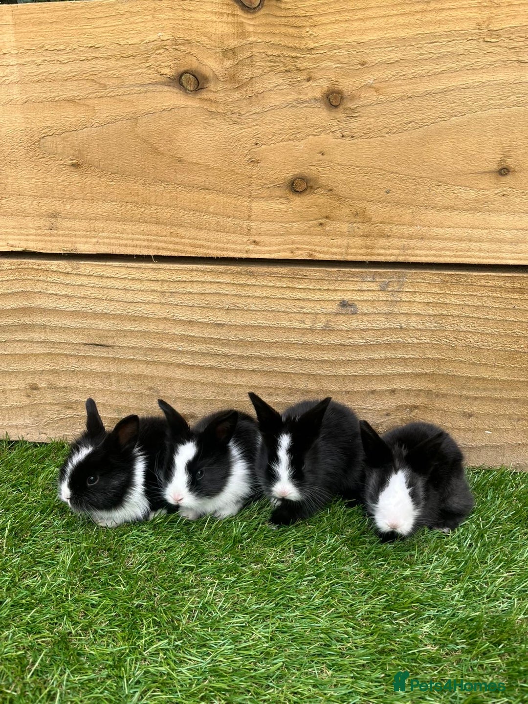 Lionhead rabbits for sale: Lion head rabbits for sale - Image 6