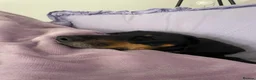 Mixed Breed dogs for adoption: Loving Millie ❤️  in Carlisle - Advert 5