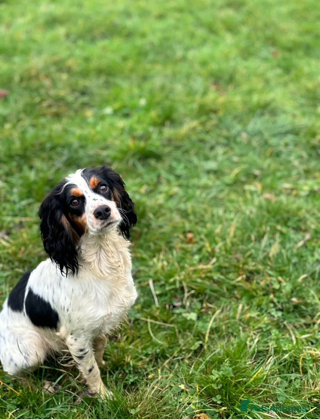 Cockapoo dogs for sale: LAST BOY REDUCED- Health Tested toy cockerpoos  - Advert 6