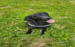 Labrador Retriever dogs for stud: Handsome black labrador for stud - Image 2