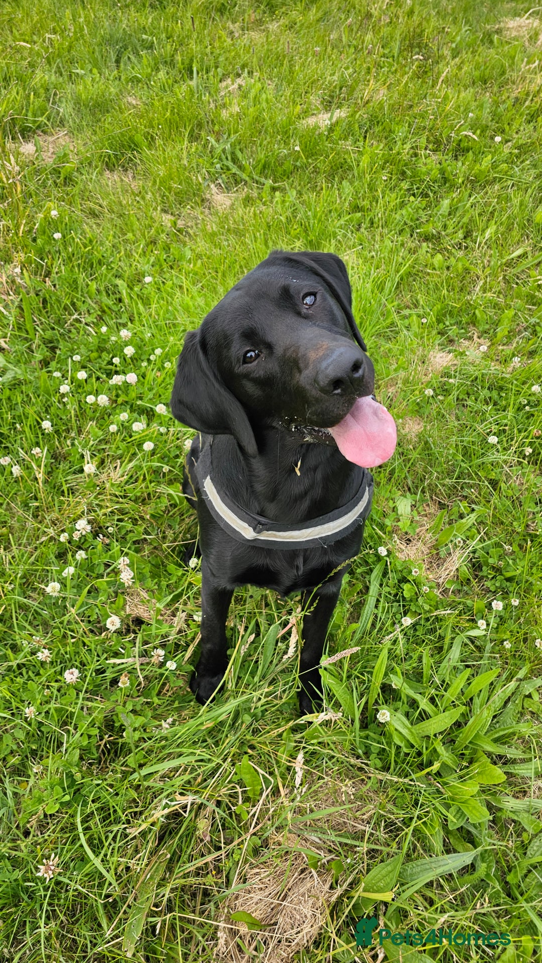 Labrador Retriever dogs for stud: Handsome black labrador for stud - Image 2