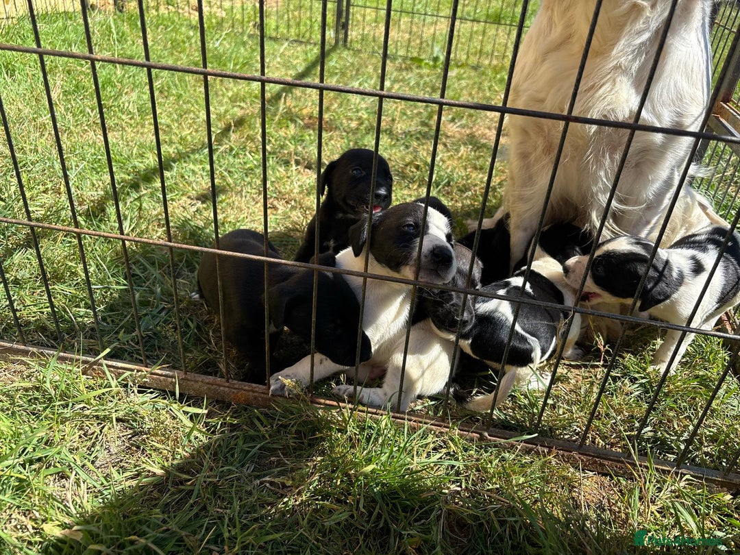 Mixed Breed dogs for sale: Cocker spaniel cross pointer Puppies  - Image 7