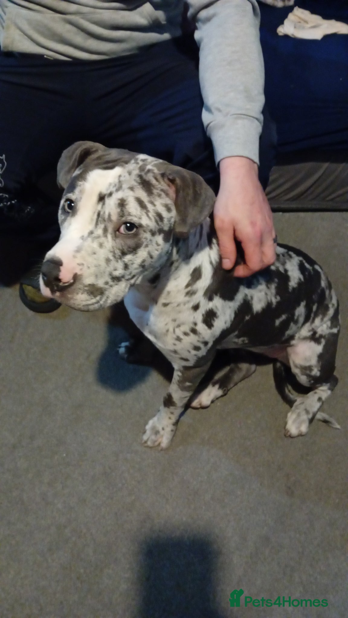 American Bull Staffy dogs Female cross breed - Advert 5