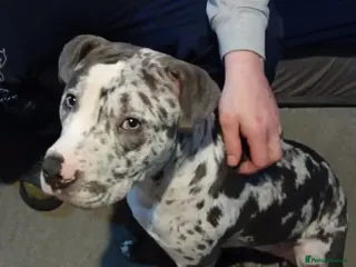 American Bull Staffy dogs Female cross breed - Advert 5