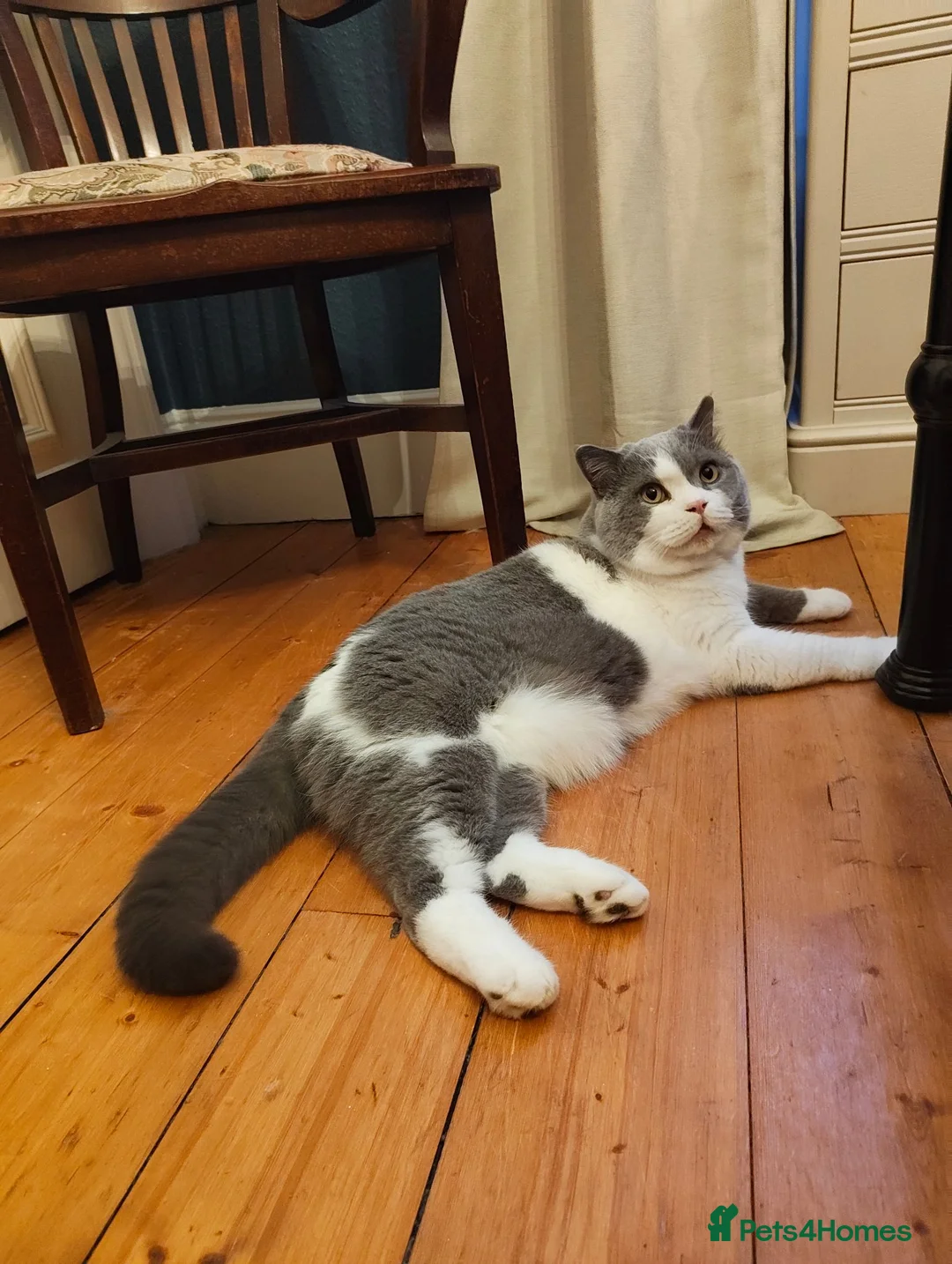 British Shorthair cats for sale: British Short Hair Boy 🧸 - Advert 5