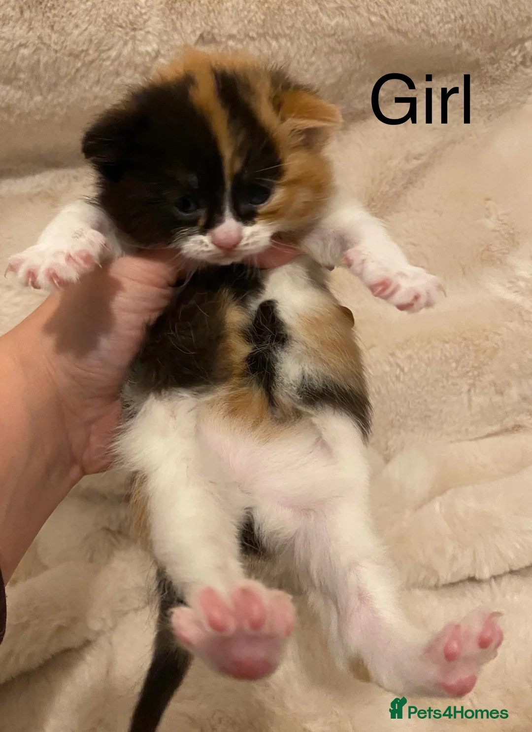 British Shorthair cats for sale: Very docile girl & boy  - Advert 4