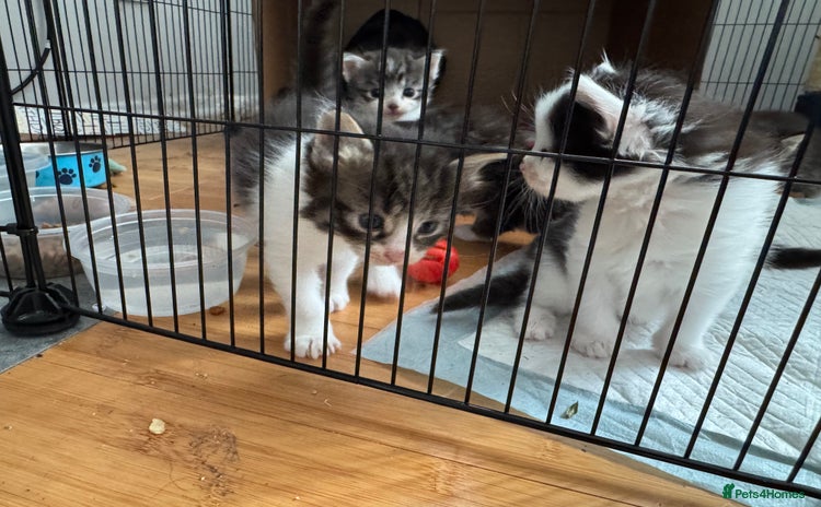 Domestic Shorthair cats - Advert 1