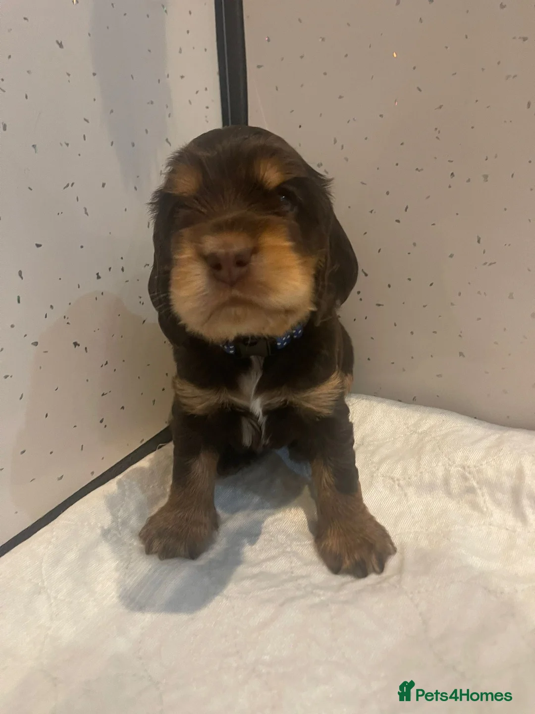 Cocker Spaniel dogs for sale: Show Cocker Spaniel - Advert 7