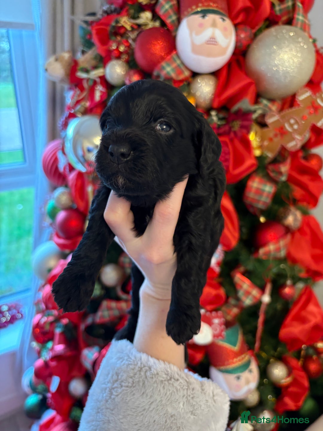 Cockapoo dogs for sale: Cockapoo litter  - Advert 27