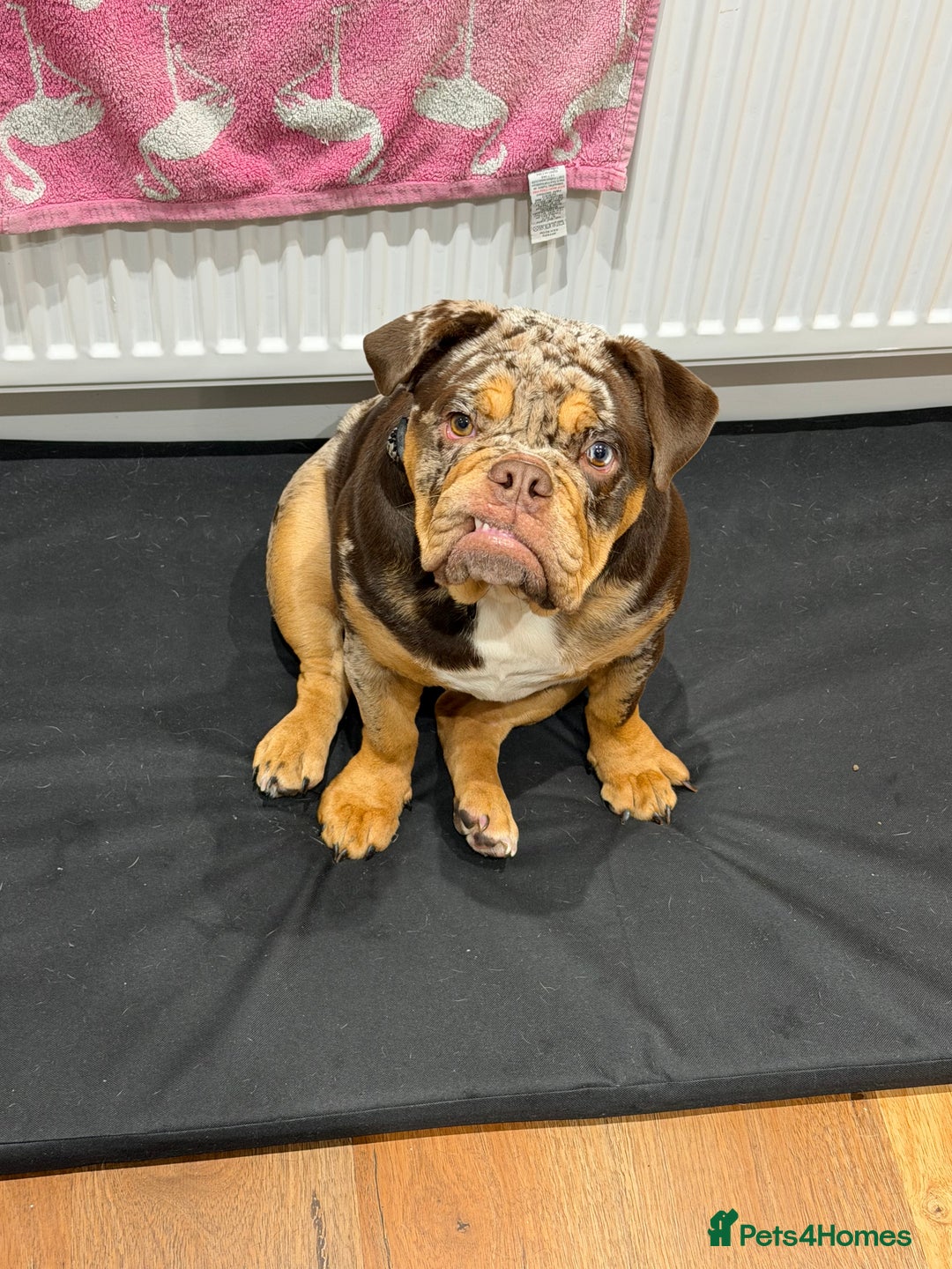 English Bulldog dogs for sale: Stunning & unique English Bulldog female  - Advert 6