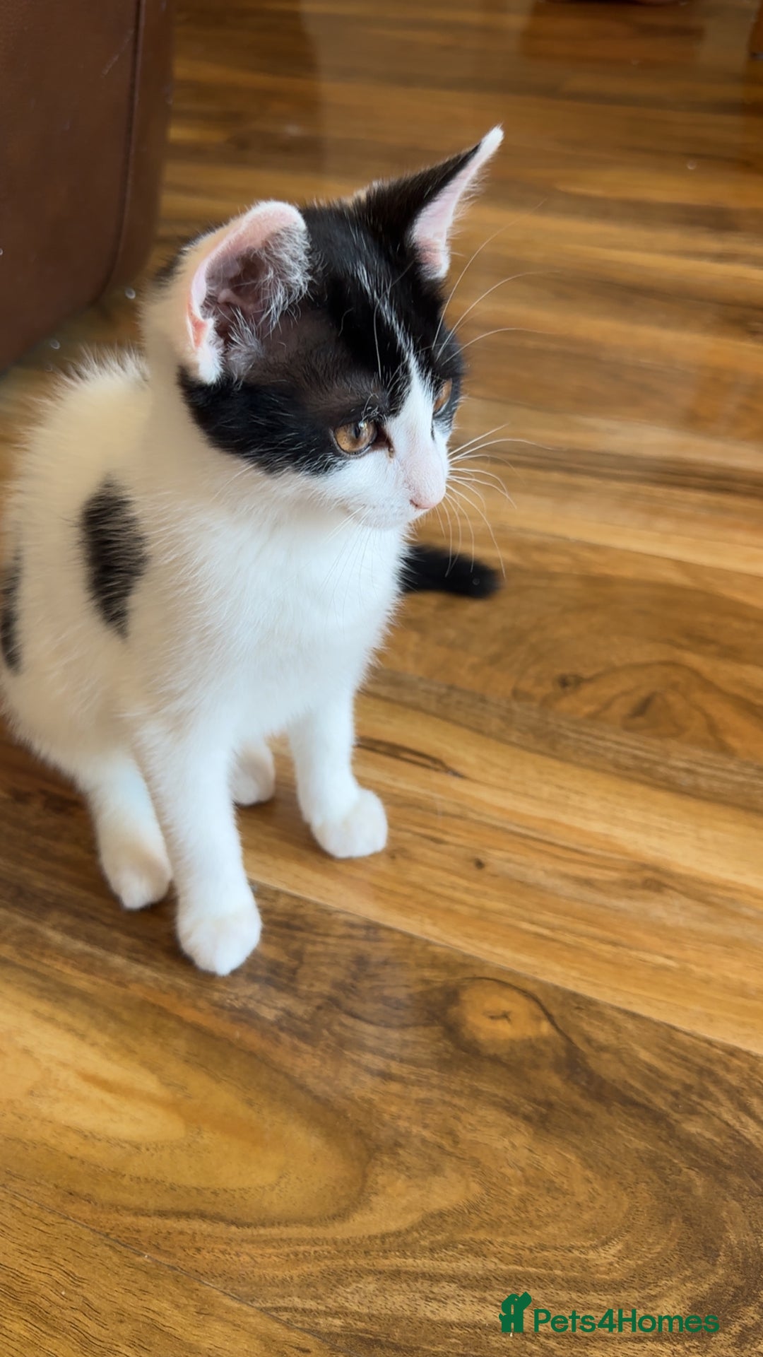 Domestic Shorthair cats for sale: 2 kittens for sale £80 both  - Image 6