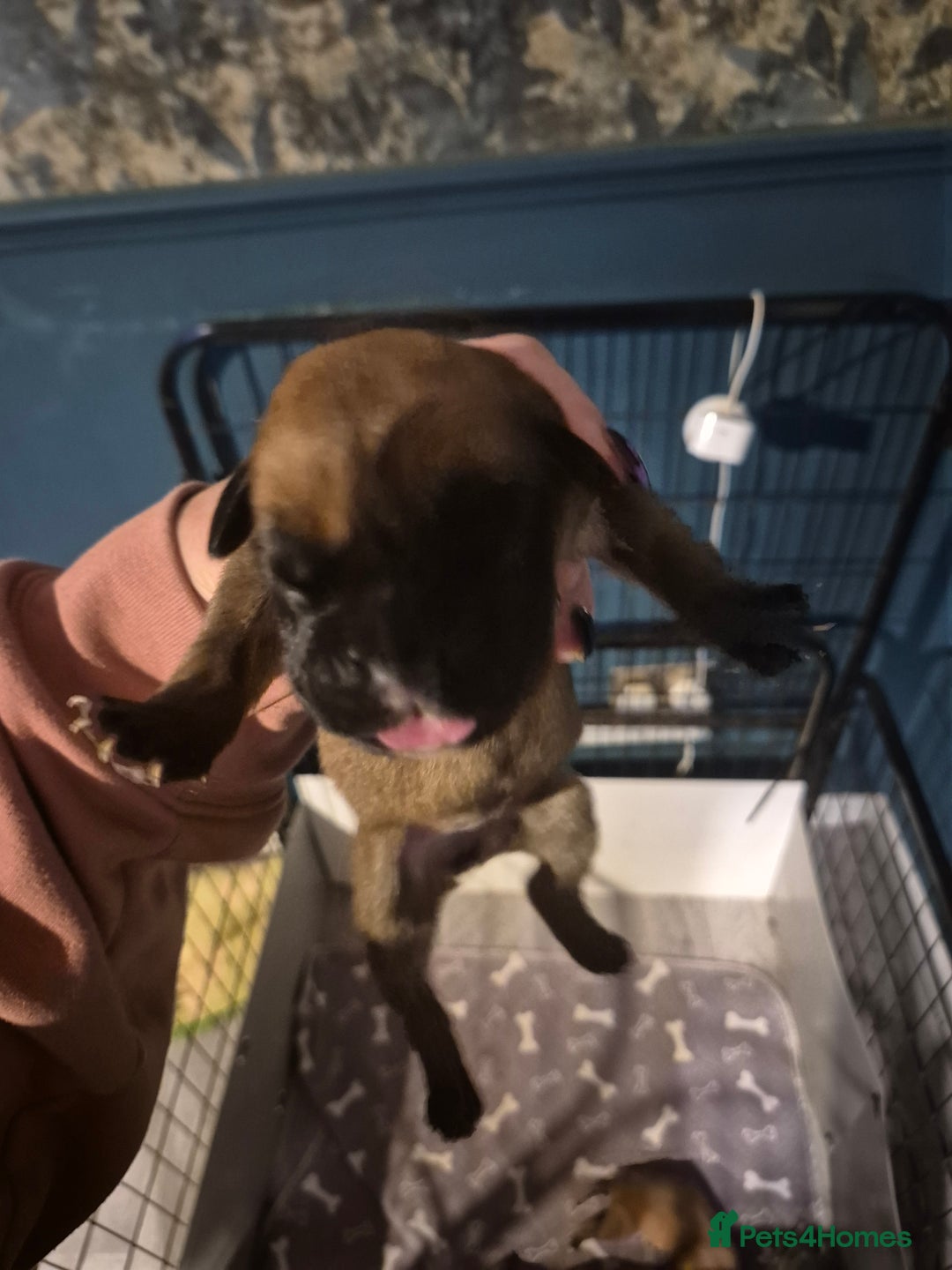 Boxer dogs for sale: ** 1 left*Beautiful bobtail & longtail kc boxer  - Advert 14