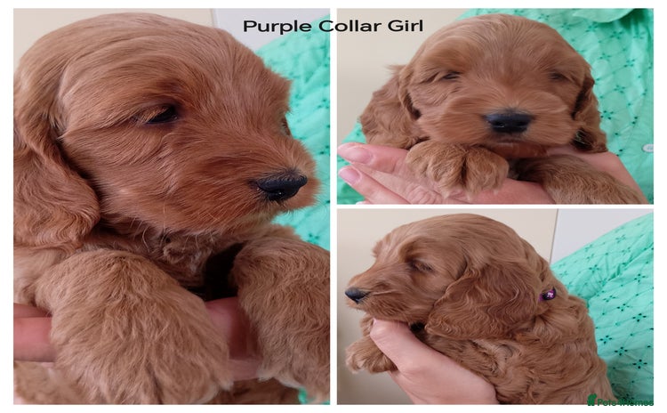 Cockapoo dogs - Advert 11