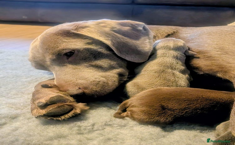 Labrador Retriever dogs - Advert 2