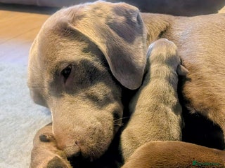 Labrador Retriever dogs - Advert 3