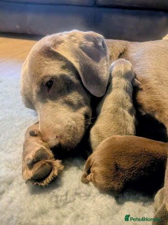 Labrador Retriever dogs - Advert 2